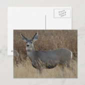 D14 Maultierhirsch Weibchen Postkarte (Vorne/Hinten)