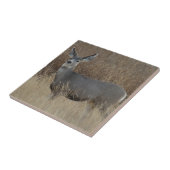 D14 Mule Deer Doe Fliese (Seite)