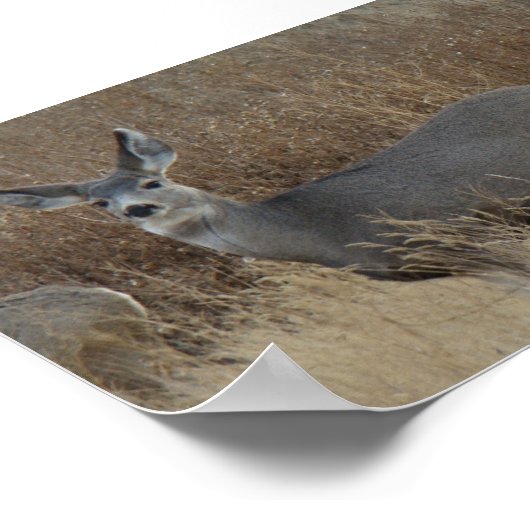 D14 Mule Deer Doe Poster (Ecke)
