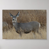 D14 Mule Deer Doe Poster (Vorne)