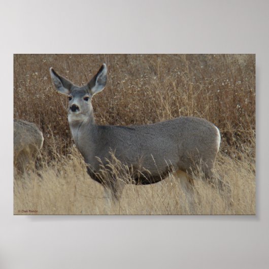D14 Mule Deer Doe Poster (Vorne)
