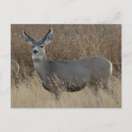 D14 Mule Deer Doe Postkarte