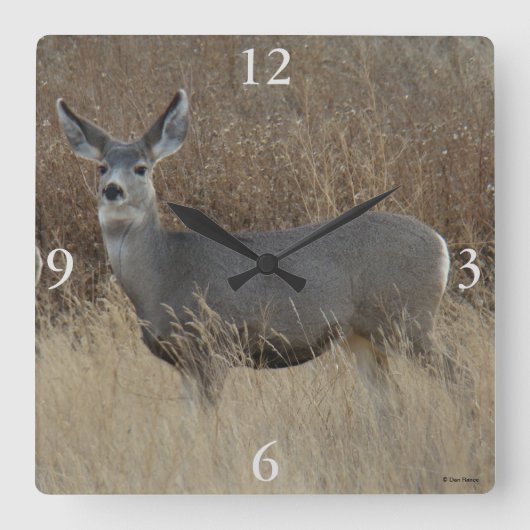 D14 Mule Deer Doe Quadratische Wanduhr (Vorderseite)
