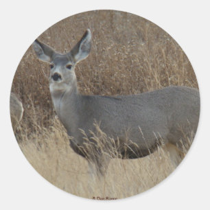 D14 Mule Deer Doe Runder Aufkleber