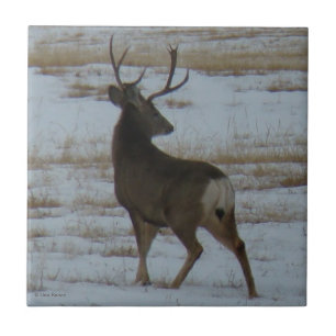 D15 Mule Deer Buck Fliese