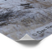 D16 Mule Deer im Flusstal Poster (Ecke)