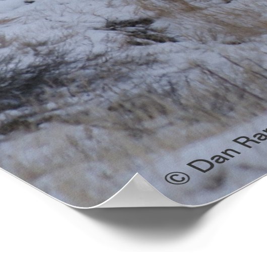 D16 Mule Deer im Flusstal Poster (Ecke)