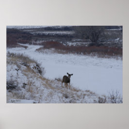 D16 Mule Deer im Flusstal Poster