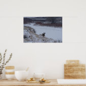 D16 Mule Deer im Flusstal Poster (Küche)