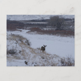 D16 Mule Deer im Flusstal Postkarte