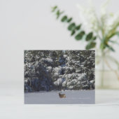 D17 Mule Deer Buck and Snowy Pines Postkarte (Stehend Vorderseite)