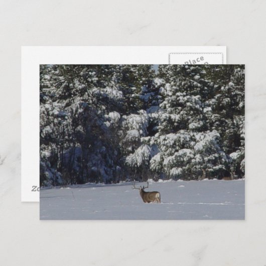 D17 Mule Deer Buck and Snowy Pines Postkarte (Vorne/Hinten)