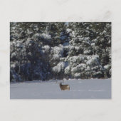 D17 Mule Deer Buck and Snowy Pines Postkarte (Vorderseite)