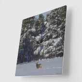 D17 Mule Deer Buck in Snowy Spruce Trees Quadratische Wanduhr (Winkel)