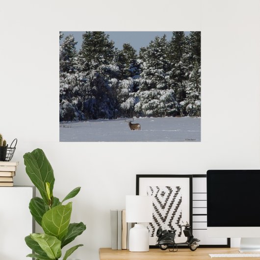 D17 Mule Deer Buck in Snowy SpruceBäume Poster (Heimbüro)