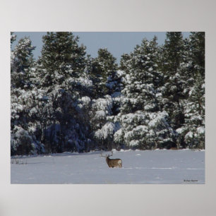 D17 Mule Deer Buck in Snowy SpruceBäume Poster
