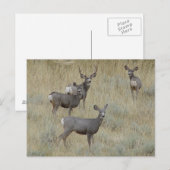 D18 Maultierhirsch Postkarte (Vorne/Hinten)