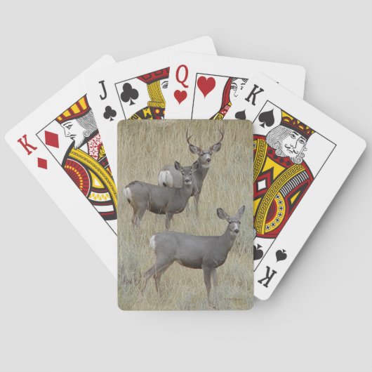 D18 Maultierhirsch Spielkarten (Rückseite)