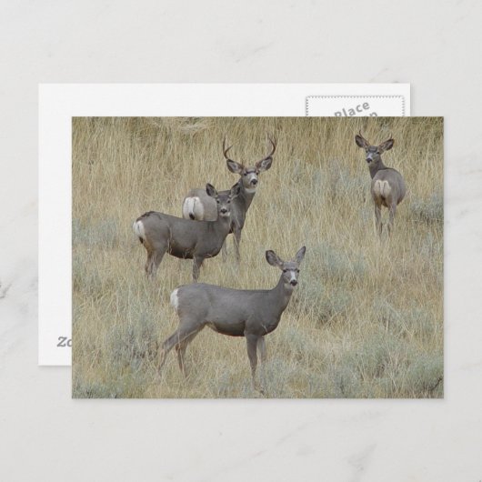 D18 Mule Deer Postkarte (Vorne/Hinten)