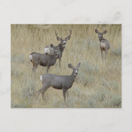 D18 Mule Deer Postkarte