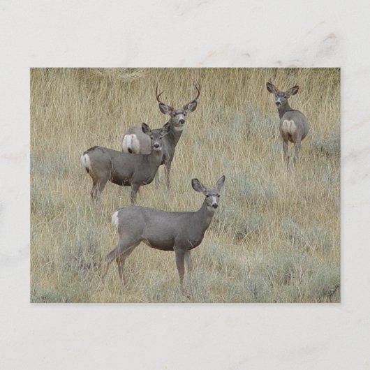 D18 Mule Deer Postkarte (Vorderseite)