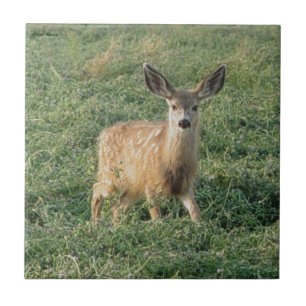 D19 Mule Deer Fawn Fliese