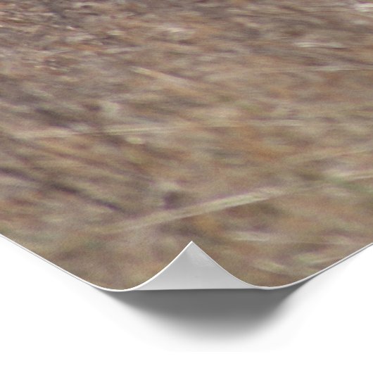 D1 Weißschwanzbuck Poster (Ecke)