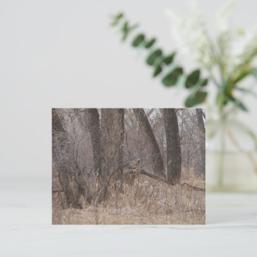D1 Weißschwanzbuck Postkarte (Stehend Vorderseite)