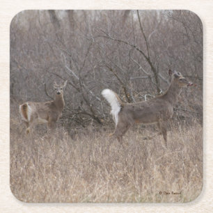 D1 Weißwedelhirsch im Gestrüpp Rechteckiger Pappuntersetzer