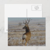 D20 Maultierhirsch Bock im Schnee Postkarte (Vorne/Hinten)