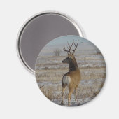 D20 Maultierhirsch im Schnee Magnet (Vorderseite/Rückseite)