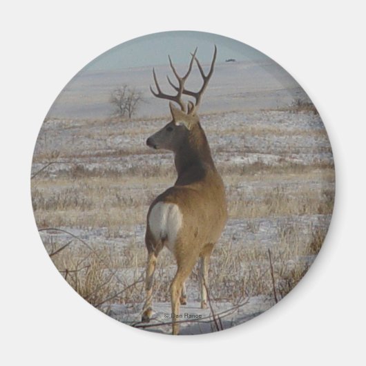 D20 Maultierhirsch im Schnee Magnet (Vorne)