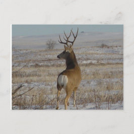 D20 Mule Deer Buck in Snow Postkarte