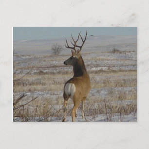 D20 Mule Deer Buck in Snow Postkarte