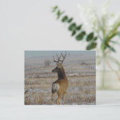 D20 Mule Deer Buck in Snow Postkarte (Stehend Vorderseite)