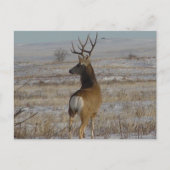 D20 Mule Deer Buck in Snow Postkarte (Vorderseite)
