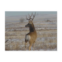 D20 Mule Deer Buck in Snow