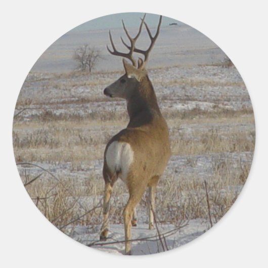 D20 Mule Deer Buck in Snow Runder Aufkleber (Vorderseite)