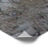 D21 Mule Deer Bucks Poster (Ecke)