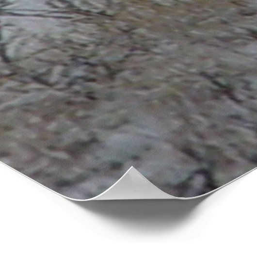 D21 Mule Deer Bucks Poster (Ecke)