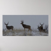 D21 Mule Deer Bucks Poster (Vorne)