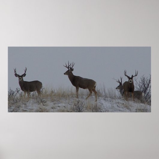 D21 Mule Deer Bucks Poster (Vorne)