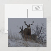 D21b Maultierhirsch Postkarte (Vorne/Hinten)