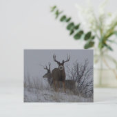 D21b Mule Deer Postkarte (Stehend Vorderseite)