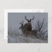 D21b Mule Deer Postkarte (Vorne/Hinten)