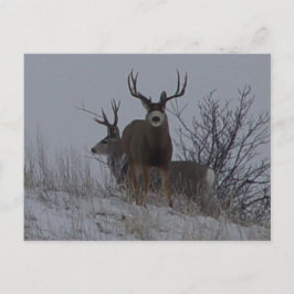 D21b Mule Deer Postkarte