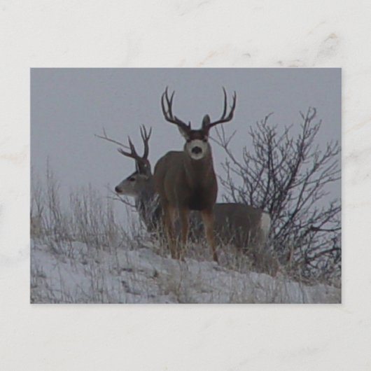 D21b Mule Deer Postkarte (Vorderseite)