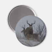 D21c Mule Deer Bucks Magnet (Vorderseite/Rückseite)