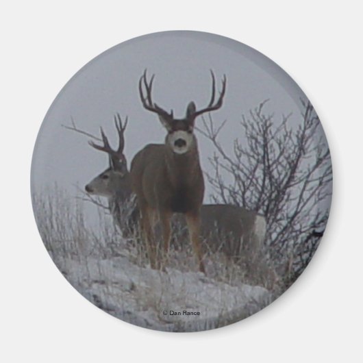 D21c Mule Deer Bucks Magnet (Vorne)