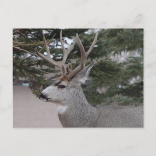 D25 Maultierhirsch Bock Postkarte